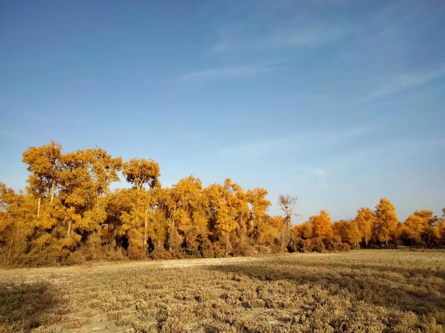 沙雁洲胡楊林景區(qū)什么時候去最好？阿克蘇沙雅縣沙雁洲旅游攻略