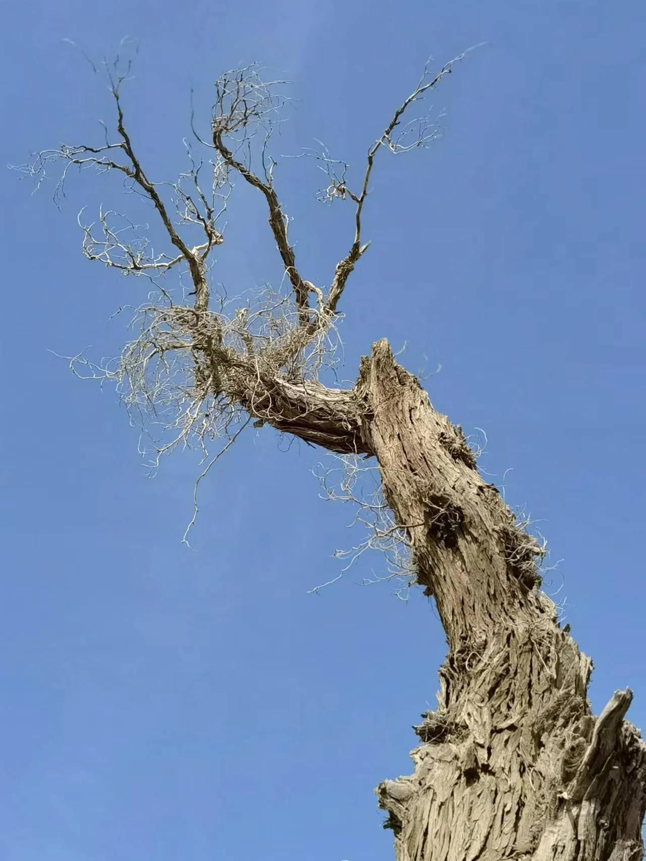 沙雁洲胡楊林景區(qū)什么時候去最好？阿克蘇沙雅縣沙雁洲旅游攻略