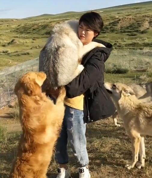 養狼靠什么賺錢？《我在新疆養狼》吳燕怎么盈利？