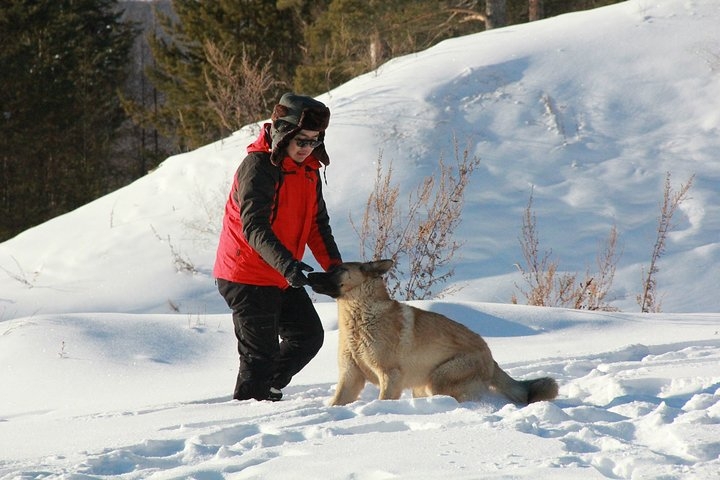 養狼靠什么賺錢？《我在新疆養狼》吳燕怎么盈利？