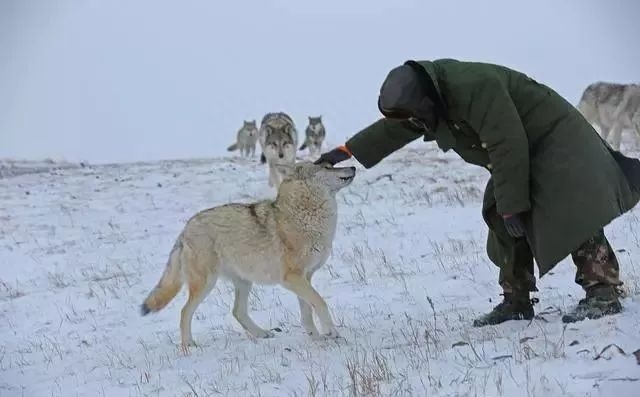 養狼靠什么賺錢？《我在新疆養狼》吳燕怎么盈利？