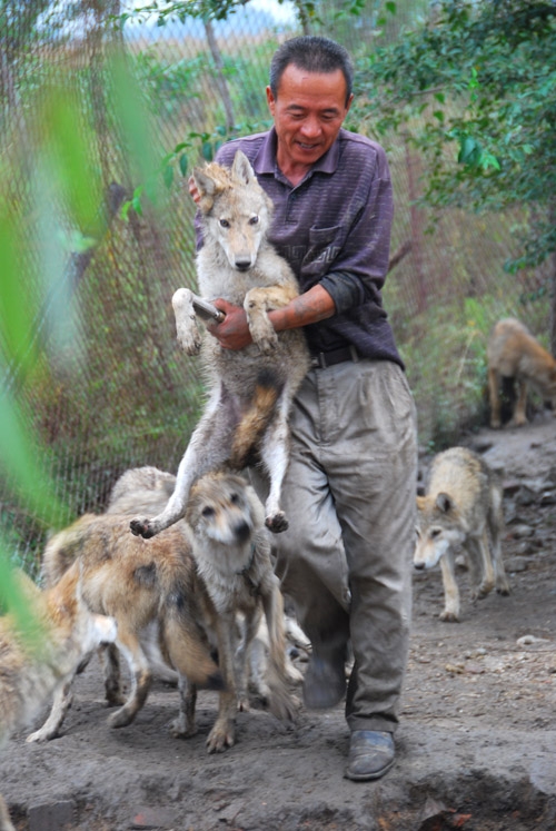 養狼靠什么賺錢？《我在新疆養狼》吳燕怎么盈利？